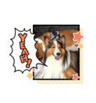 犬のチリィちゃんスタンプ（個別スタンプ：30）