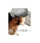 犬のチリィちゃんスタンプ（個別スタンプ：32）
