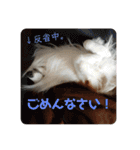 犬のチリィちゃんスタンプ（個別スタンプ：33）