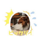 犬のチリィちゃんスタンプ（個別スタンプ：34）