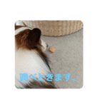 犬のチリィちゃんスタンプ（個別スタンプ：35）