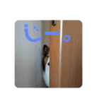 犬のチリィちゃんスタンプ（個別スタンプ：36）