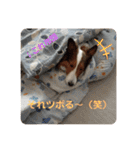 犬のチリィちゃんスタンプ（個別スタンプ：37）