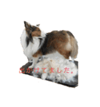 犬のチリィちゃんスタンプ（個別スタンプ：38）