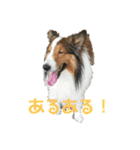 犬のチリィちゃんスタンプ（個別スタンプ：39）