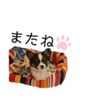 チワギーのサン①（個別スタンプ：16）