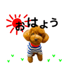 マルプーのmahalo（個別スタンプ：2）