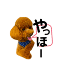 マルプーのmahalo（個別スタンプ：3）