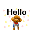 マルプーのmahalo（個別スタンプ：4）