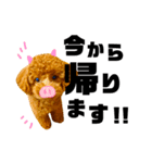 マルプーのmahalo（個別スタンプ：12）