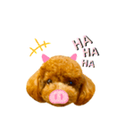 マルプーのmahalo（個別スタンプ：23）