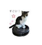 バイリンガル ひめぷー（個別スタンプ：31）