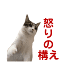 東口の用さん（個別スタンプ：6）