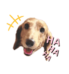 れもん①（個別スタンプ：1）