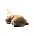 豬肉の日常（個別スタンプ：2）
