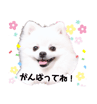 マルチーズ マロン、ポメラニアン ぽん吉（個別スタンプ：8）