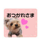 やまじfamilyスタンプ（個別スタンプ：9）