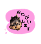 やまじfamilyスタンプ（個別スタンプ：15）