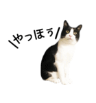 白黒はちわれ猫のつなぴ2（個別スタンプ：1）