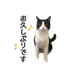 白黒はちわれ猫のつなぴ2（個別スタンプ：2）