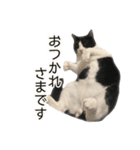 白黒はちわれ猫のつなぴ2（個別スタンプ：3）