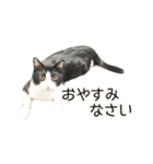 白黒はちわれ猫のつなぴ2（個別スタンプ：4）