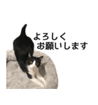 白黒はちわれ猫のつなぴ2（個別スタンプ：7）