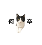 白黒はちわれ猫のつなぴ2（個別スタンプ：8）