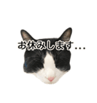 白黒はちわれ猫のつなぴ2（個別スタンプ：9）