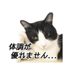 白黒はちわれ猫のつなぴ2（個別スタンプ：10）