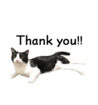 白黒はちわれ猫のつなぴ2（個別スタンプ：11）