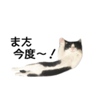 白黒はちわれ猫のつなぴ2（個別スタンプ：12）