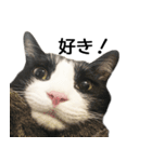 白黒はちわれ猫のつなぴ2（個別スタンプ：13）