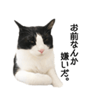 白黒はちわれ猫のつなぴ2（個別スタンプ：14）