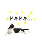 白黒はちわれ猫のつなぴ2（個別スタンプ：17）