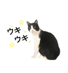白黒はちわれ猫のつなぴ2（個別スタンプ：18）