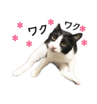 白黒はちわれ猫のつなぴ2（個別スタンプ：19）