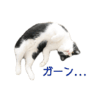 白黒はちわれ猫のつなぴ2（個別スタンプ：20）