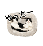 白黒はちわれ猫のつなぴ2（個別スタンプ：21）