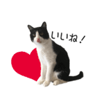 白黒はちわれ猫のつなぴ2（個別スタンプ：22）