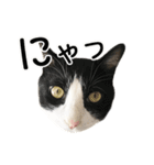 白黒はちわれ猫のつなぴ2（個別スタンプ：23）