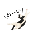 白黒はちわれ猫のつなぴ2（個別スタンプ：24）