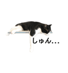 白黒はちわれ猫のつなぴ2（個別スタンプ：26）