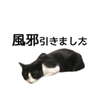 白黒はちわれ猫のつなぴ2（個別スタンプ：27）