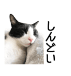 白黒はちわれ猫のつなぴ2（個別スタンプ：28）