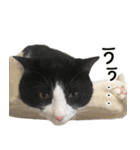 白黒はちわれ猫のつなぴ2（個別スタンプ：30）