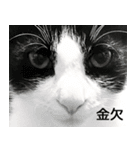 白黒はちわれ猫のつなぴ2（個別スタンプ：31）