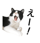 白黒はちわれ猫のつなぴ2（個別スタンプ：32）