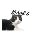 白黒はちわれ猫のつなぴ2（個別スタンプ：33）
