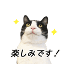 白黒はちわれ猫のつなぴ2（個別スタンプ：34）